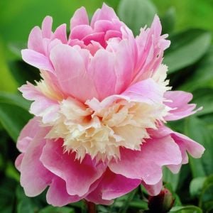 Sorbet şakayık soğanı katmerli kokulu paeonia lactiflora peony