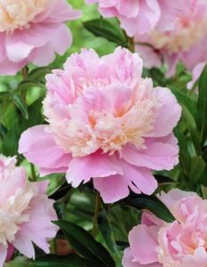 Sorbet şakayık soğanı katmerli kokulu paeonia lactiflora peony