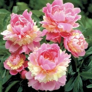 Sorbet şakayık soğanı katmerli kokulu paeonia lactiflora peony