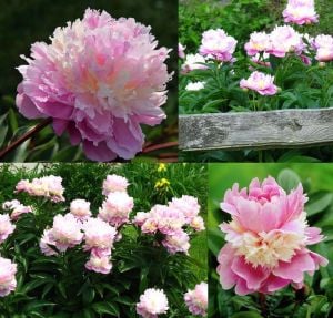 Sorbet şakayık soğanı katmerli kokulu paeonia lactiflora peony