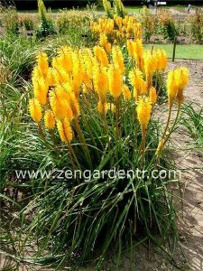 Sarı fener çiçeği soğanı kniphofia sunningdale gold 1 adet