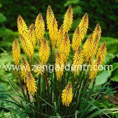 Sarı fener çiçeği soğanı kniphofia sunningdale gold 1 adet