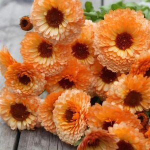 Pink Surprise ayni safa çiçeği tohumu - Calendula officinalis