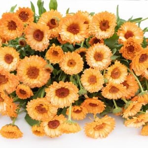 Pink Surprise ayni safa çiçeği tohumu - Calendula officinalis