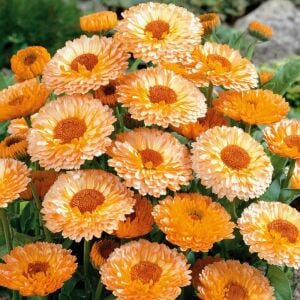 Pink Surprise ayni safa çiçeği tohumu - Calendula officinalis