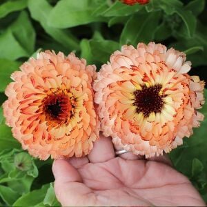 Pink Surprise ayni safa çiçeği tohumu - Calendula officinalis