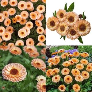 Pink Surprise ayni safa çiçeği tohumu - Calendula officinalis