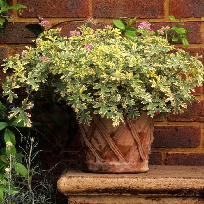 Kokulu çift renk yapraklı sardunya fidesi pelargonium lady plymouth 7 yada 9 cm saksıda