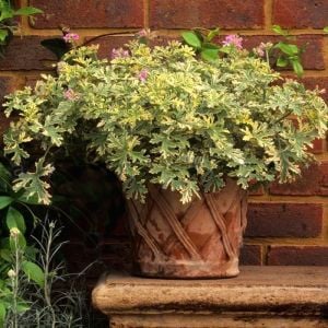 Kokulu çift renk yapraklı sardunya fidesi pelargonium lady plymouth 7 yada 9 cm saksıda