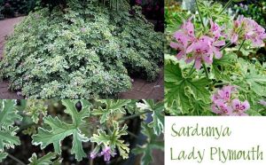 Kokulu çift renk yapraklı sardunya fidesi pelargonium lady plymouth 7 yada 9 cm saksıda