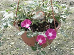 Sarkan gündüz sefası tohumu mini bar rose ipomoea