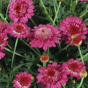 Katlı pembe çeşme papatyası fidesi argyranthemum dark pink