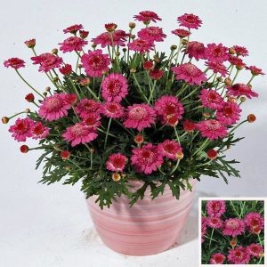Katlı pembe çeşme papatyası fidesi argyranthemum dark pink