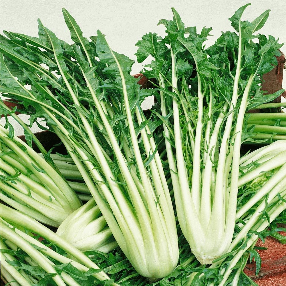 Catalogna endive tohumu hindiba Katalonya