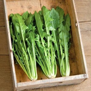 Catalogna endive tohumu hindiba Katalonya