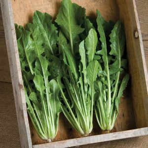 Catalogna endive tohumu hindiba Katalonya
