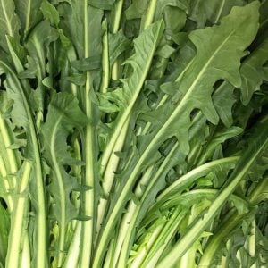 Catalogna endive tohumu hindiba Katalonya