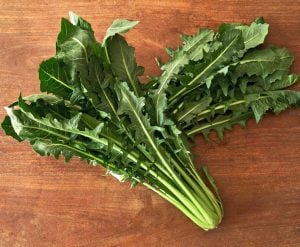 Catalogna endive tohumu hindiba Katalonya