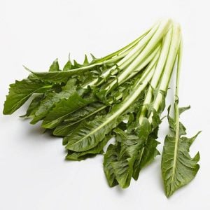 Catalogna endive tohumu hindiba Katalonya