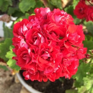 Plum rambler gül sardunya fidesi koleksiyon serisi