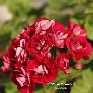 Plum rambler gül sardunya fidesi koleksiyon serisi