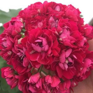 Plum rambler gül sardunya fidesi koleksiyon serisi