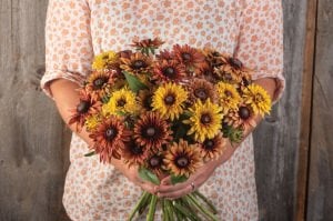 Sahara güneş şapkası çiçeği saksıda rudbeckia hirta