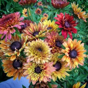 Sahara güneş şapkası çiçeği saksıda rudbeckia hirta
