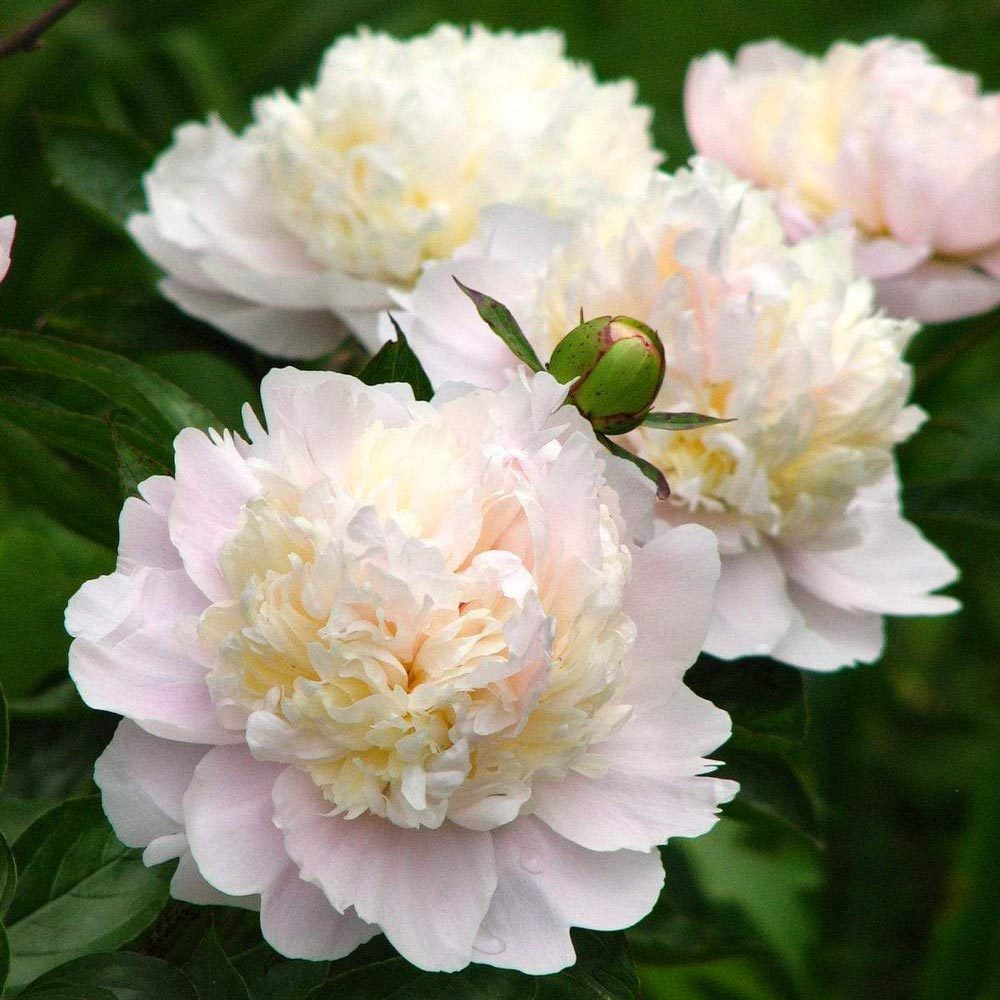 Kokulu shirley temple şakayık soğanı saksılık paeonia lactiflora peony