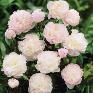 Kokulu shirley temple şakayık soğanı saksılık paeonia lactiflora peony