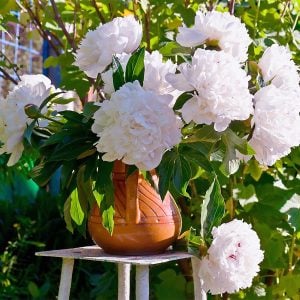 Kokulu shirley temple şakayık soğanı saksılık paeonia lactiflora peony