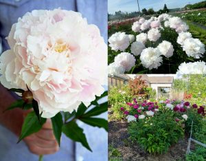 Kokulu shirley temple şakayık soğanı saksılık paeonia lactiflora peony