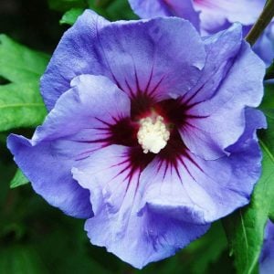 Mavi ağaç hatmi fidanı hibiscus syriacus oiseau bleu