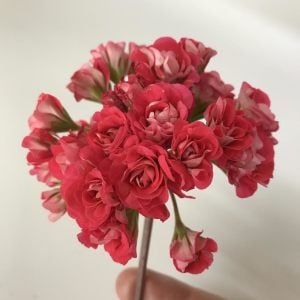 Pink rambler gül sardunya fidesi koleksiyon serisi