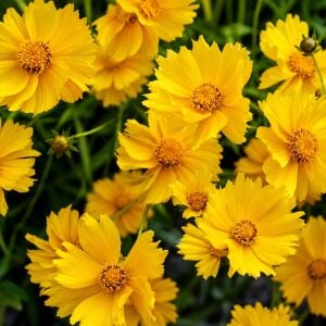 Sand Coreopsis tohumu - Coreopsis lanceolata kızgözü