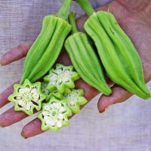 Star of David Bamya Tohumu – Atalık Kırmızı Okra