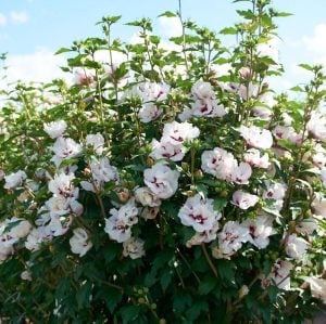 Katlı ağaç hatmi fidanı hibiscus syriacus speciosus