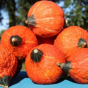 Golden hubbard altın balkabağı tohumu