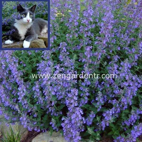 Kedi nanesi fidesi catnip racemosa 1 adet fide