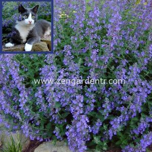 Kedi nanesi fidesi catnip racemosa 1 adet fide