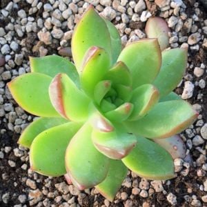 Graptosedum california sunset