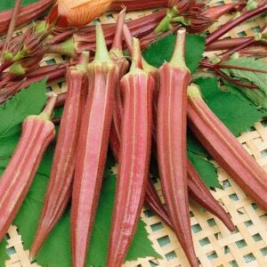 Jing Orange Bamya Tohumu – Kırmızı-Turuncu Atalık Okra