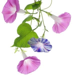 Venedik karnavalı sabah sefası tohumu karışımı ipomoea purpurea