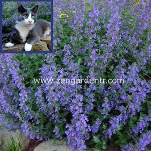 Kedi nanesi fidesi catnip racemosa 3 adet fide