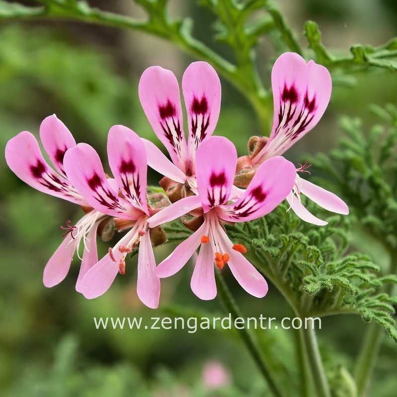 Ananas kokulu sardunya fidesi sivrisinek kovucu pelargonium odorata pineapple 3 fide