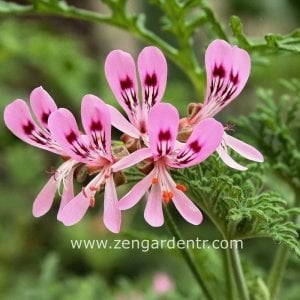 Ananas kokulu sardunya fidesi sivrisinek kovucu pelargonium odorata pineapple 3 fide