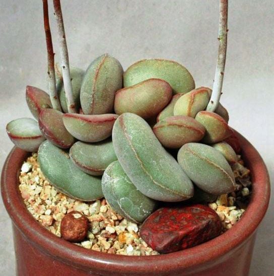 Adromischus marianae herrei lime drops