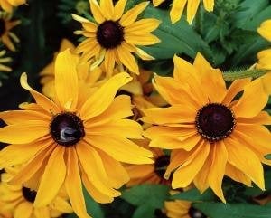 Marmalade güneş şapkası çiçeği saksıda rudbeckia hirta