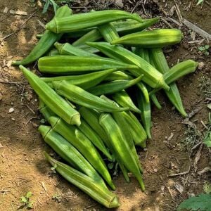 Louisiana Green Velvet Bamya Tohumu – Dikensiz Atalık Okra