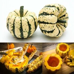 Şeker dumpling kabak tohumu geleneksel sweet dumpling squash